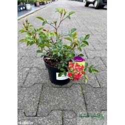 Rosa RED FAIRY 'Moredfar'