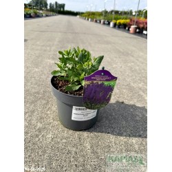 Salvia nemorosa SENSATION COMPACT DEEP BLUE