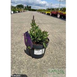Salvia nemorosa 'Rianne' PBR