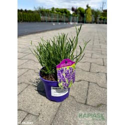 Lavandula intermedia x PURE PLATINUM 'Niko'