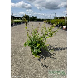 Symphoricarpos chenaultii x 'Hancock'