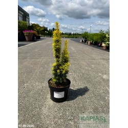 Taxus baccata 'David'