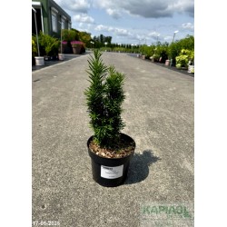 Taxus baccata 'Fastigiata Robusta'