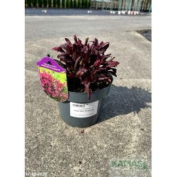 Gaura lindheimeri GAUDI RED 'Florgaured'