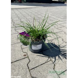 Pennisetum alopecuroides 'Hameln'
