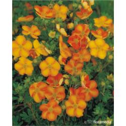 Potentilla fruticosa 'Tangerine'