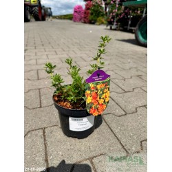 Potentilla fruticosa 'Tangerine'