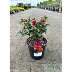 Rosa ZEPETI 'Meibenbino' PBR