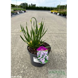 Allium 'Millenium'
