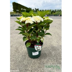 Hydrangea macrophylla ICE BOY 'H218916' PBR