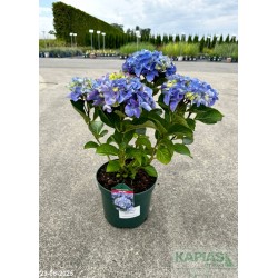 Hydrangea macrophylla MARINE 'Hbamari'