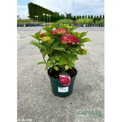 Hydrangea macrophylla ROYAL RED 'HBARORE'
