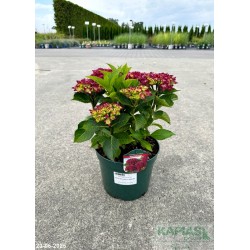Hydrangea macrophylla ROYAL RED PURPLE 'HBARORE'