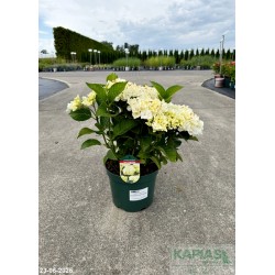 Hydrangea macrophylla SAXON BRIGHT WHITE 'Saxbriwh