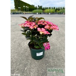 Hydrangea macrophylla TIFFANY PINK 'H211902' PBR