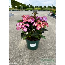Hydrangea macrophylla TIFFANY PURPLE 'H211902' PBR