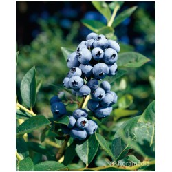 Vaccinium corymbosum
