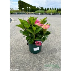Hydrangea macrophylla 'Sarena Pink'