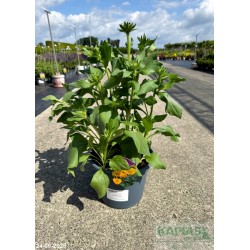 Rudbeckia hirta 'Amarillo Gold'