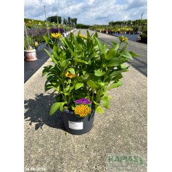 Rudbeckia hirta 'Toto Gold'