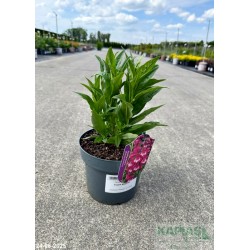Penstemon hartwegii 'Polaris Magenta'