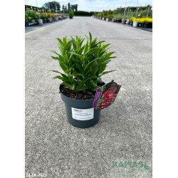 Penstemon POLARIS RED 'Florpenred'
