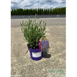 Lavandula angustifolia 'Hidcote'