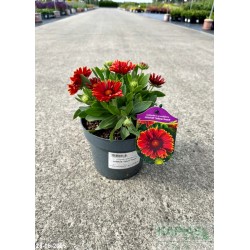Gaillardia grandiflora x SPINTOP 'Yellow Touch'