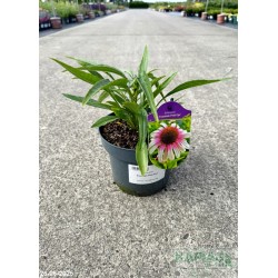 Echinacea 'Fountain Pink Eye'