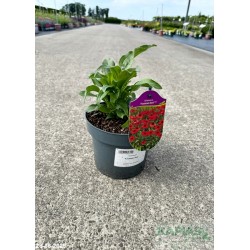 Echinacea 'Fountain Red'