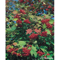 Viburnum opulus