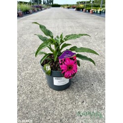 Echinacea 'Magenta Pearl'