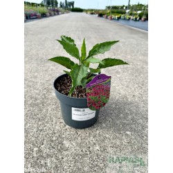 Echinacea DELICIOUS CANDY 'Noortdeli'