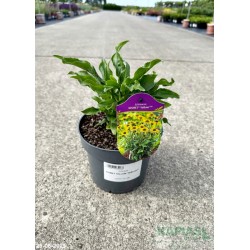 Echinacea KISMET YELLOW 'TNECHKY'