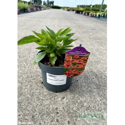 Echinacea ORANGE PEARL 'Pearl495'