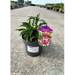 Echinacea purpurea 'Butterfly Kisses' PBR