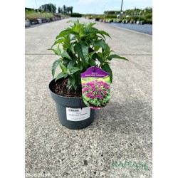Monarda BALMY LILAC 'Balbalmac'
