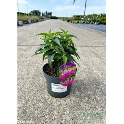 Monarda BALMY PURPLE 'Balbalmurp'