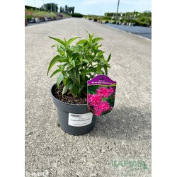 Monarda BALMY ROSE 'Balbalmose'