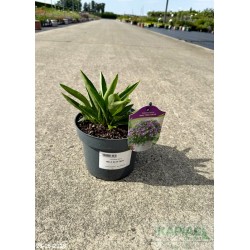 Stokesia laevis MELS BLUE 'Mels'
