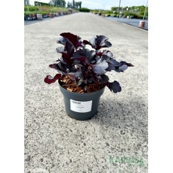 Heuchera 'Black Pearl'