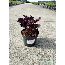 Heuchera 'Black Taffeta' PBR
