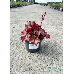 Heuchera 'Cherry Cola'