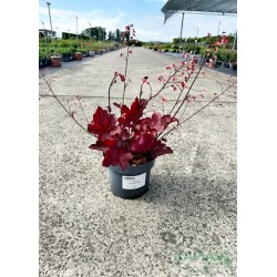 Heuchera 'Fire Chief' PBR