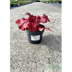 Heuchera 'Fire Alarm'