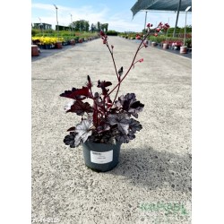 Heuchera 'Glitter' PBR