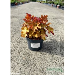 Heuchera 'Marmalade' PBR