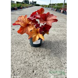 Heuchera 'Rio' PBR