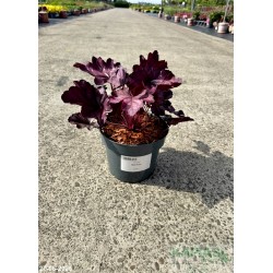Heuchera 'Wild Rose'