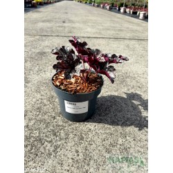 Heuchera 'World Caffe Corretto' PBR